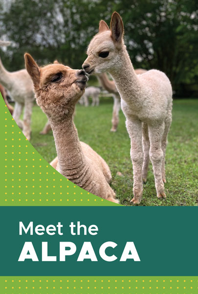 Meet the Alpaca