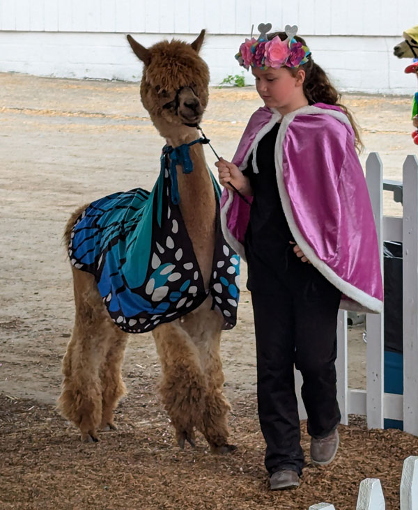 Cute Girl and Alpaca Dressed Up for the Festival