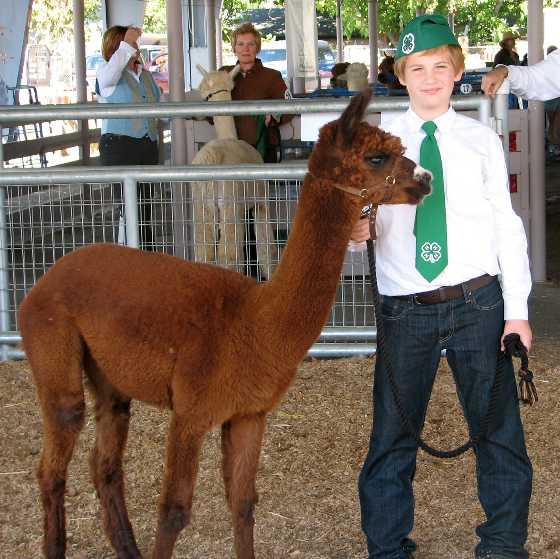 4-H youth showing an alpaca at a show