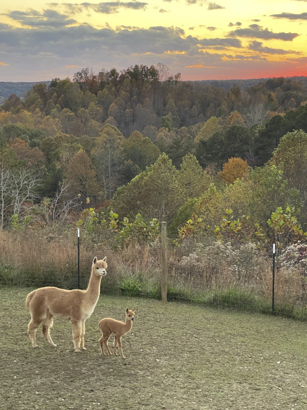 Fall at Fuzzy Miracles Farm