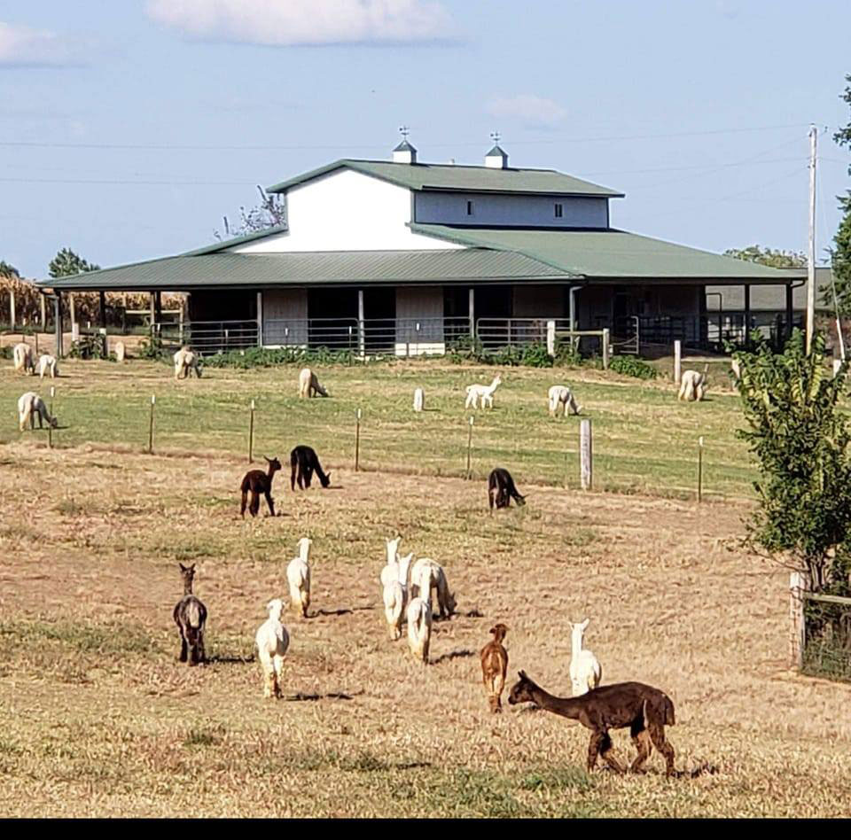 Alpacas in the field