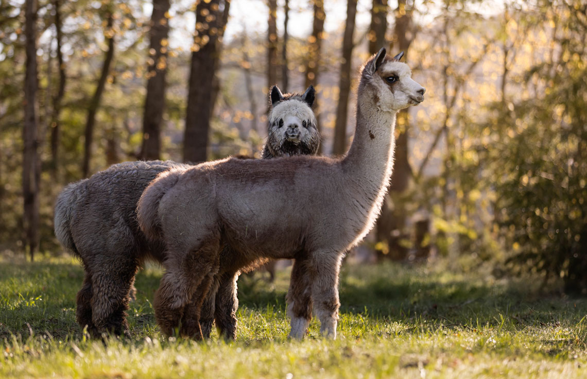 Alpaca Royalty
