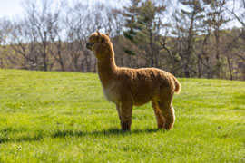 Misty Acres Alpaca Farm Logo