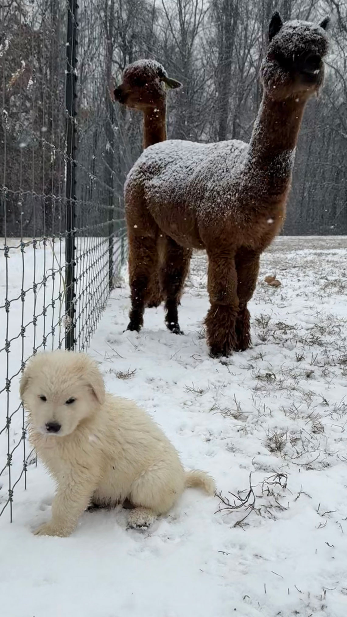 Maremma with an alpaca in the snow