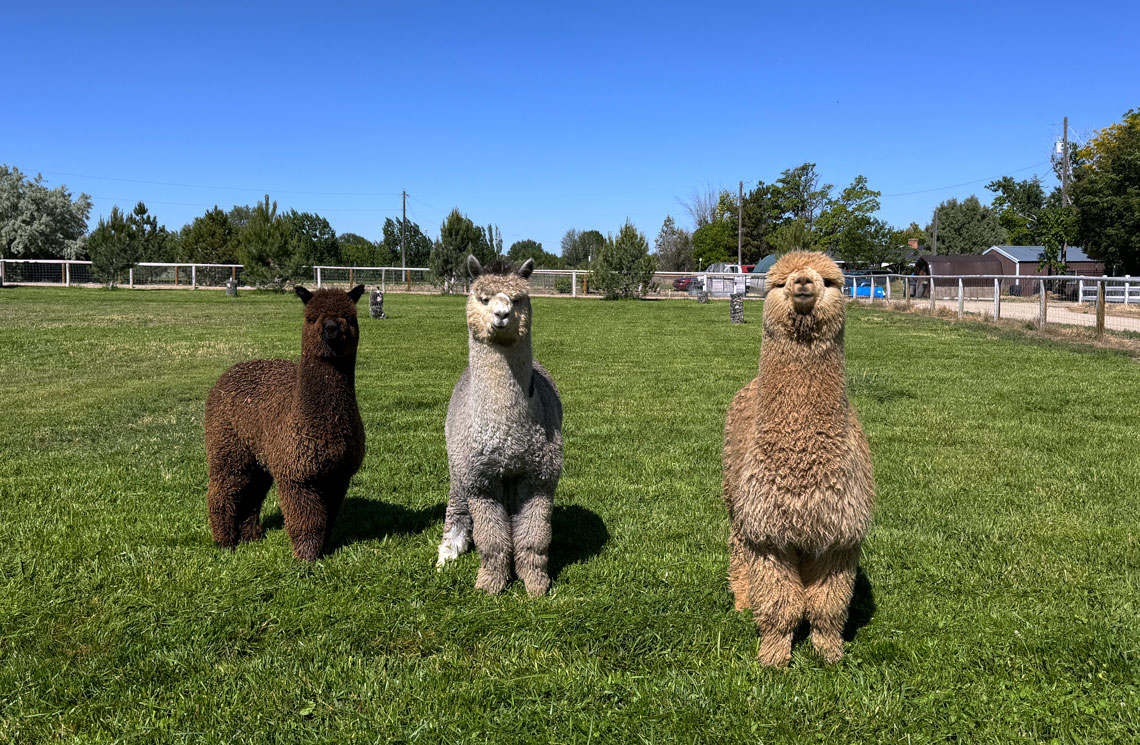 Three alpacas in a beautiful green field staring at the camera
