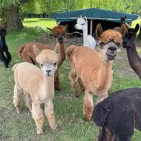 Girls of North Kountry