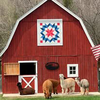 North Kountry Alpacas Logo