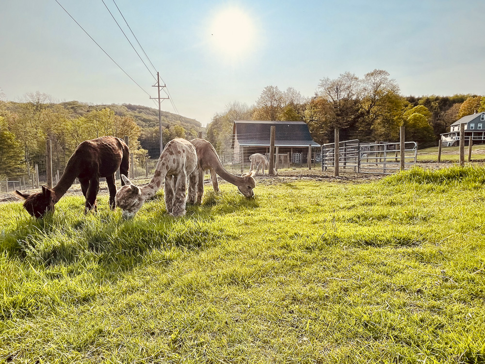 Where do alpacas hang out on the weekend?