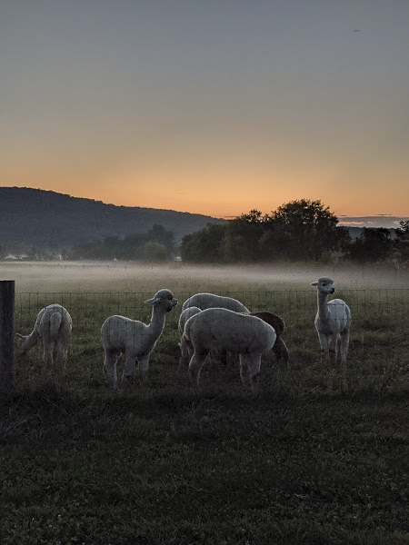 Alpacas in the mist