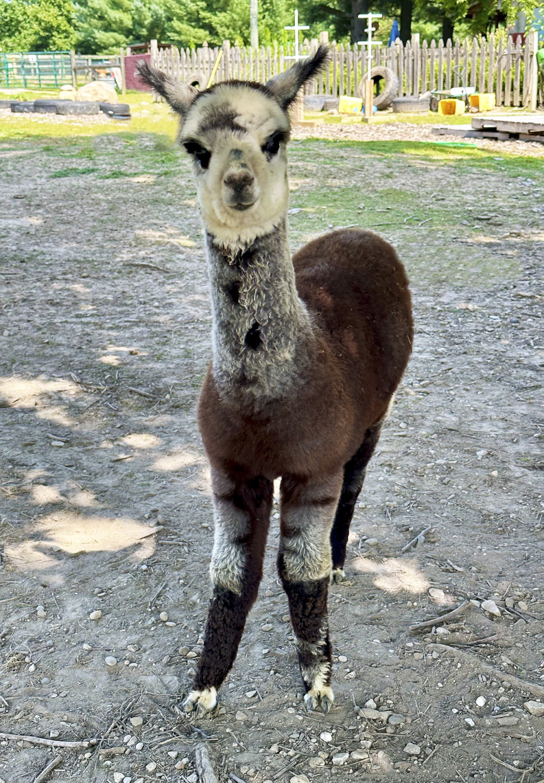 Gaia Little Goddess of the Barnyard