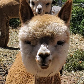 Plum Creek Alpacas Logo