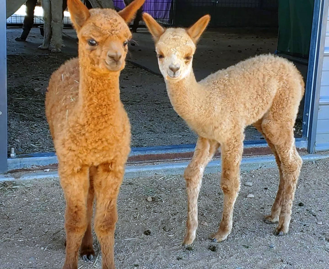 two alpacas standing outside a barn at Plum Creek Alpacas