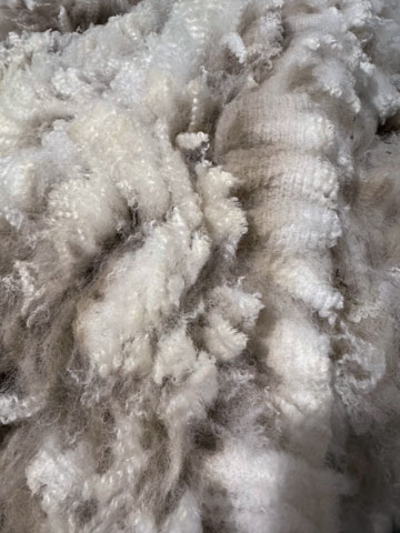 2025 Shearing-White-Grade 2 Super Fine Logo