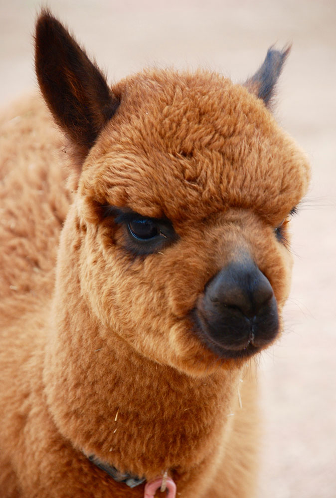 Red Granite Ranch Ltd