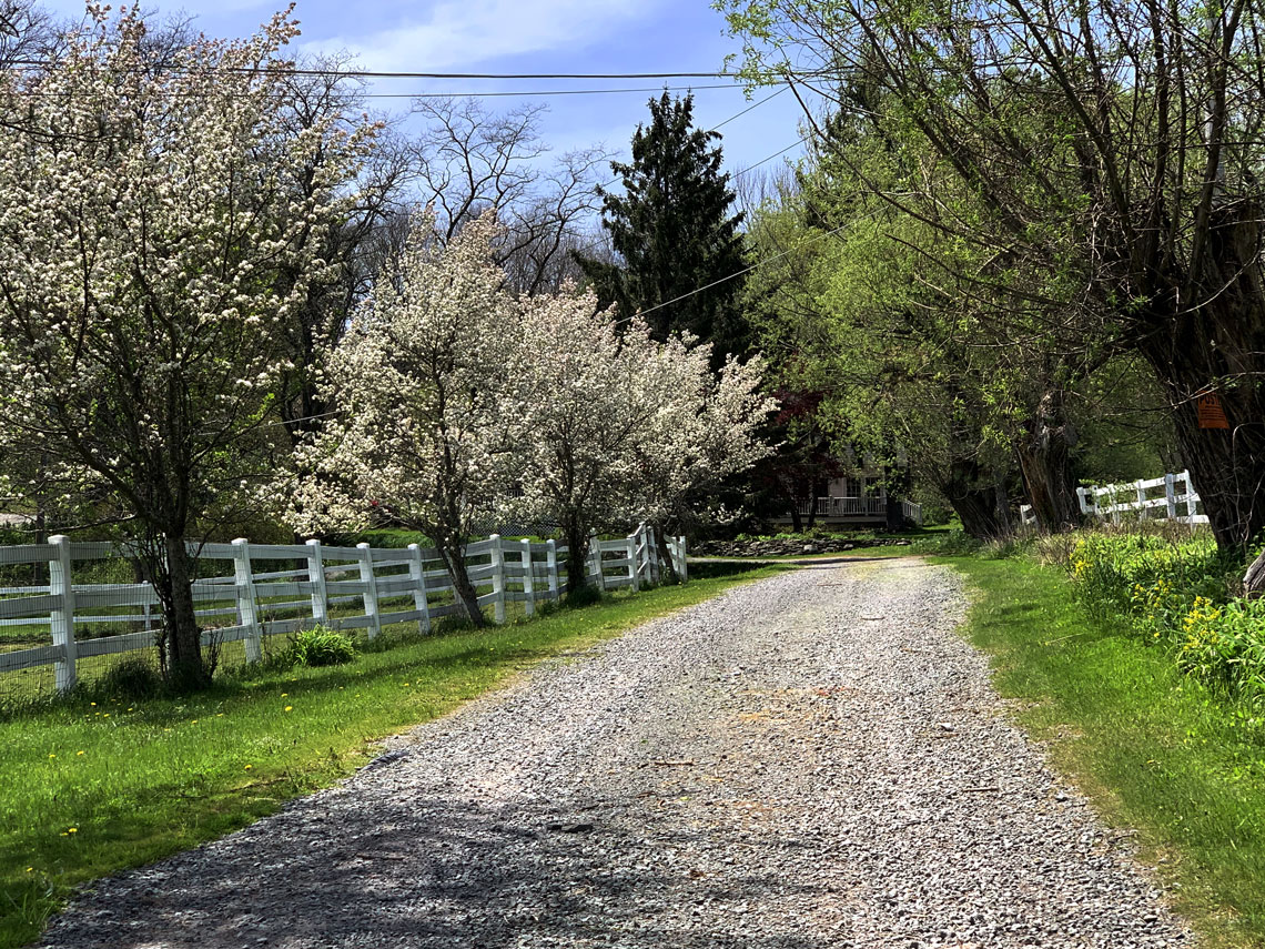 flowering trees along the drive leading to Rosehaven Alpacas Inc