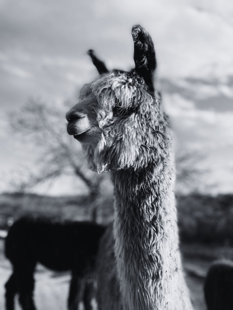 A Classic Grey in Black and White