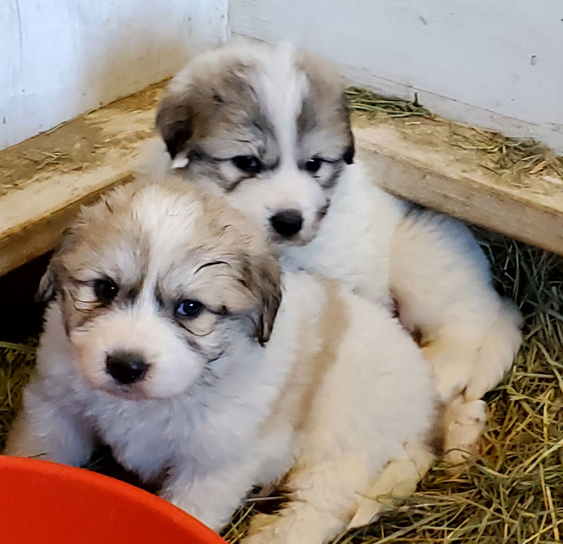 Great Pyrenees Puppies!
