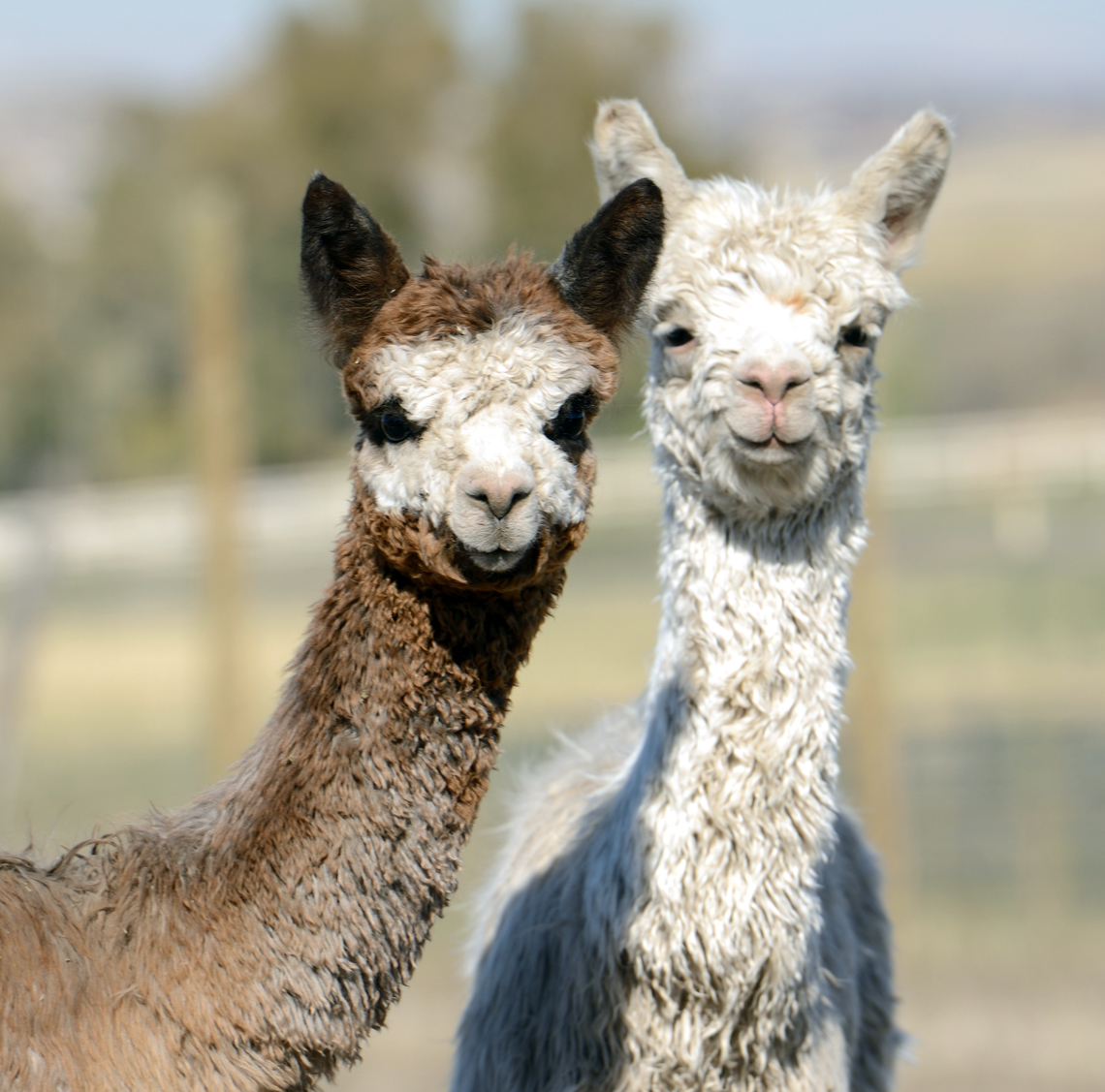 Cria at Shambalah