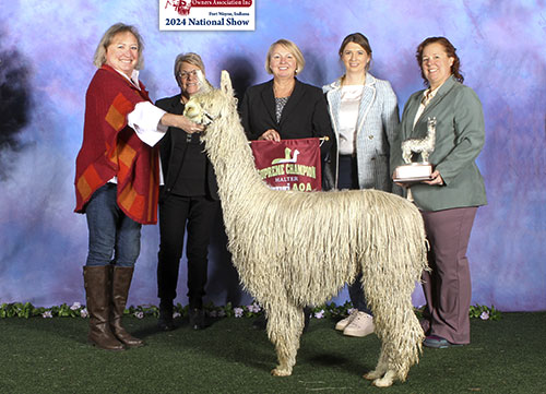 Shambalah's Amos Moses