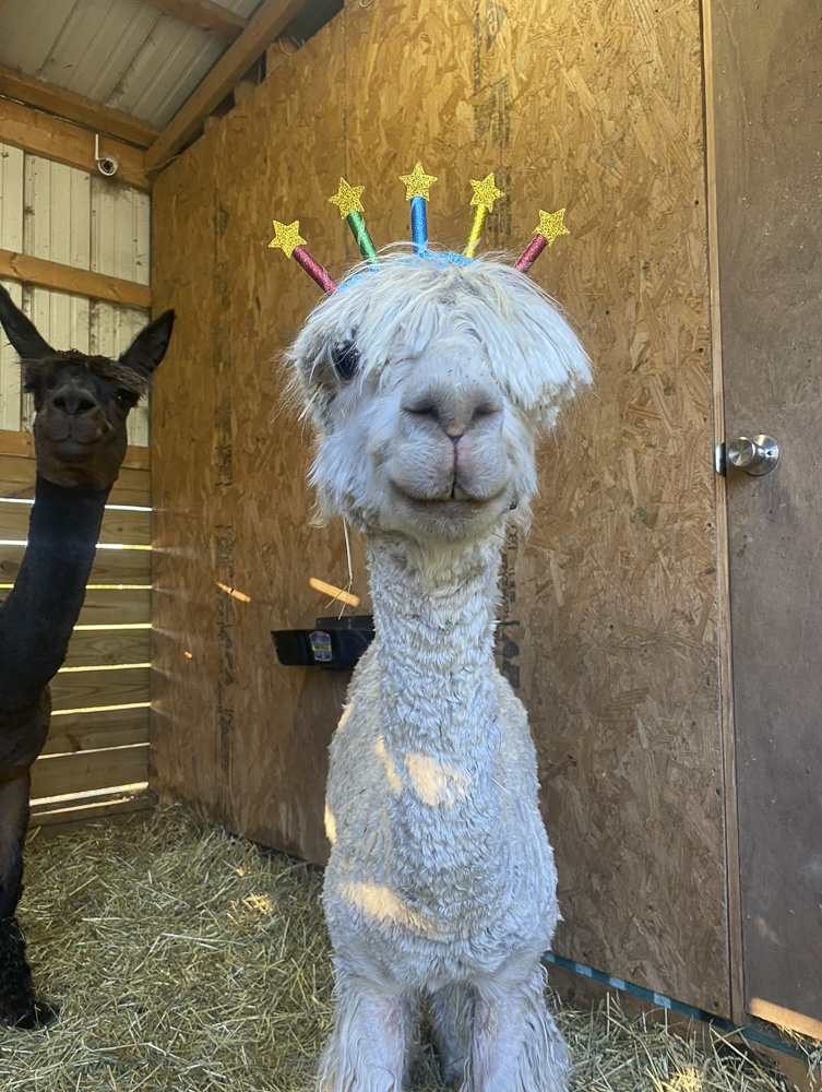 “Shaka & Finn” It’s my birthday, Alpaca your party hat!!!