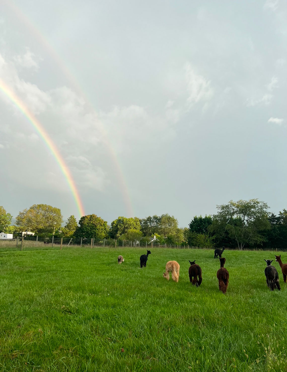 Summer at SilverThrone