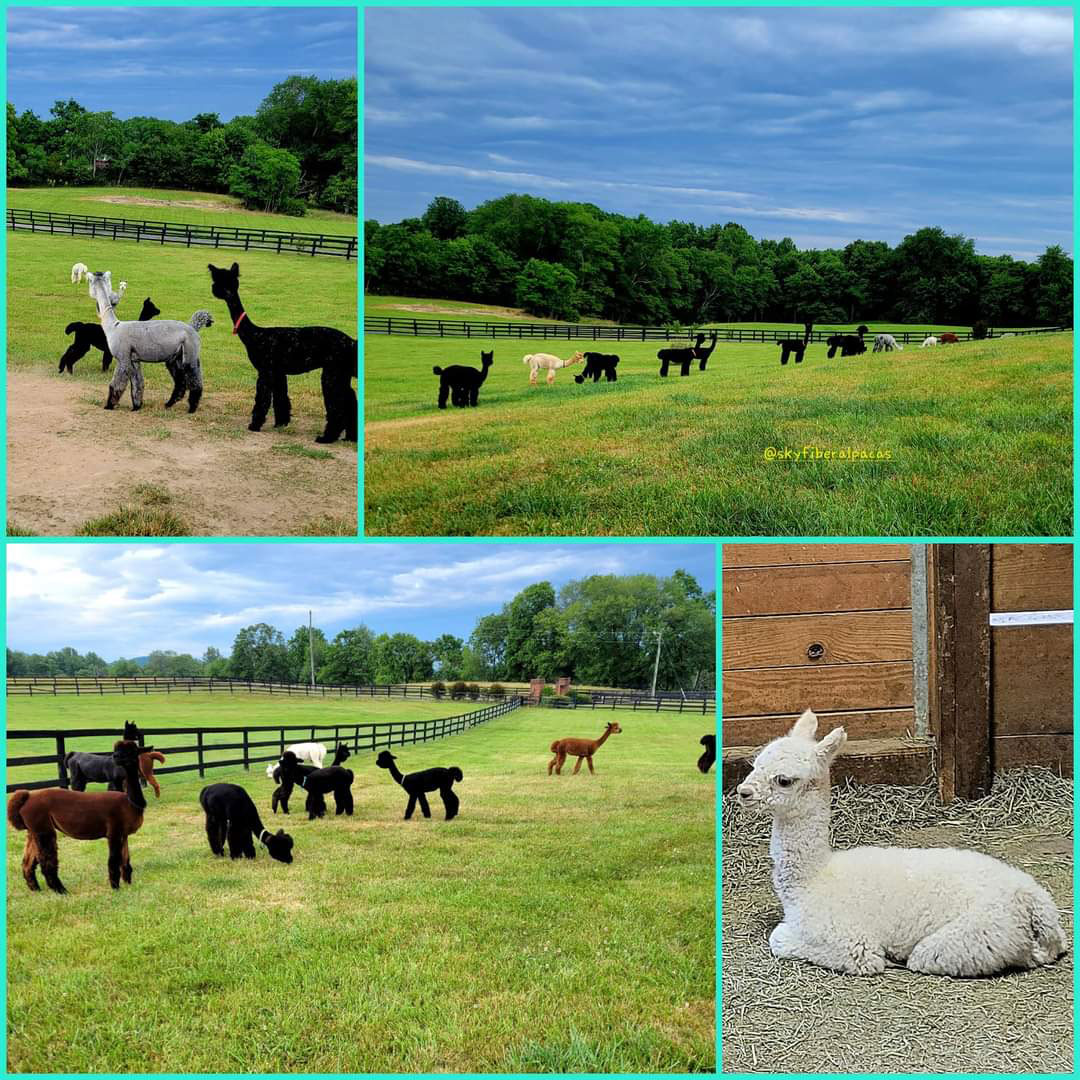 composite picture of Skyfiber Alpacas farm