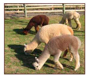 Alpacas Grazing
