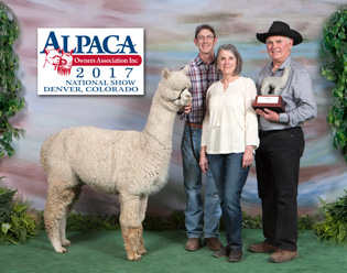 Snow Diamond Quietly Making Noise