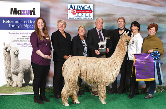 Suri & Co's Bittersweet Dancer