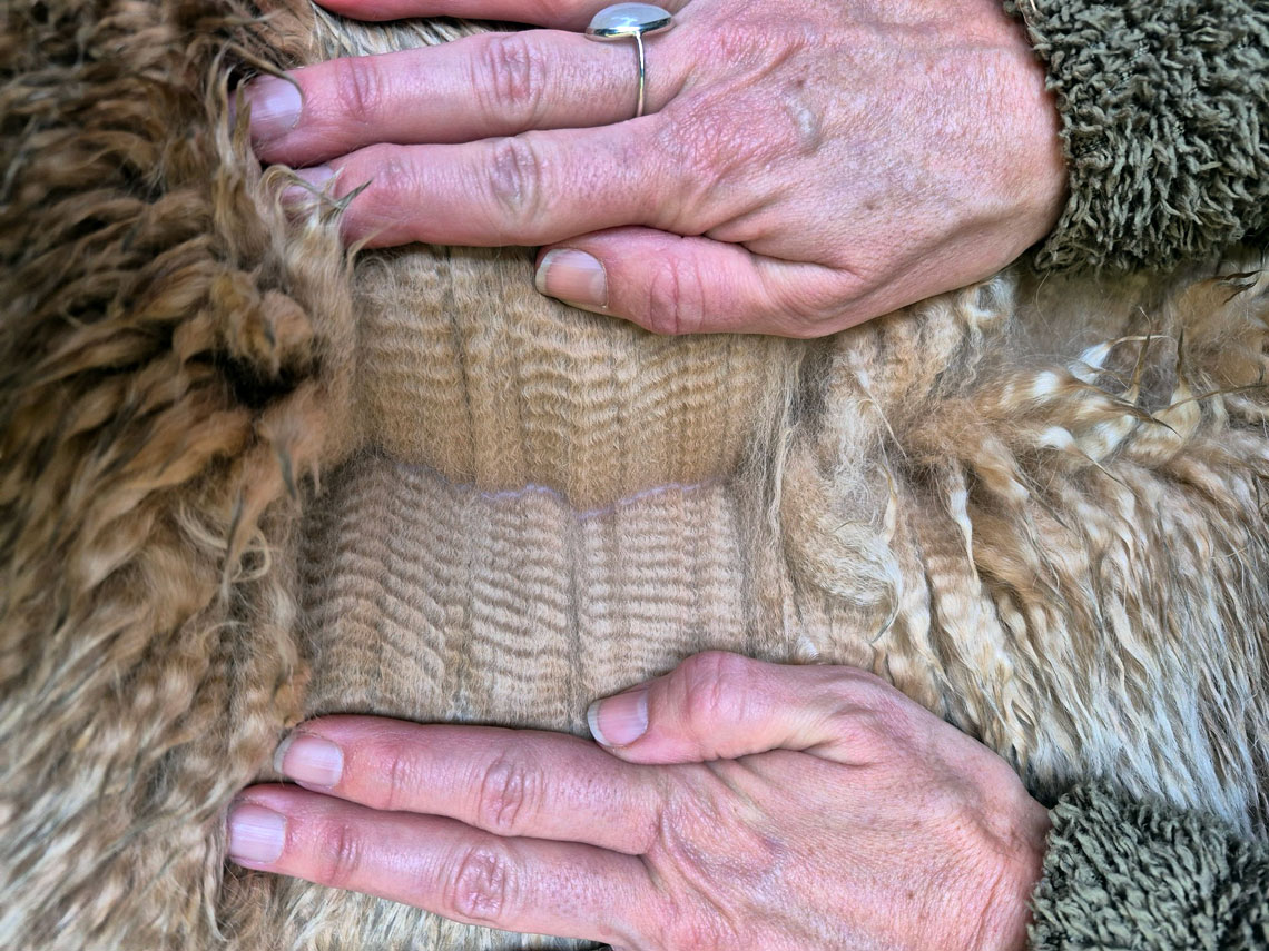 alpaca fleece development