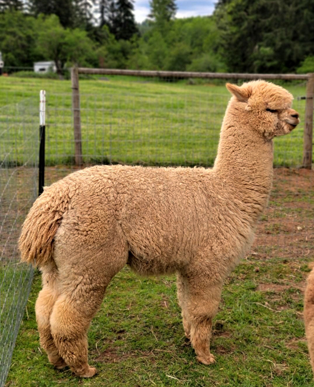 breeding alpaca male at Sweetgrass and Sage Alpaca and Wellness Farm