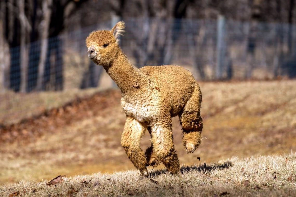 an a alpaca running through the fields of Teaberry Alpaca Farms