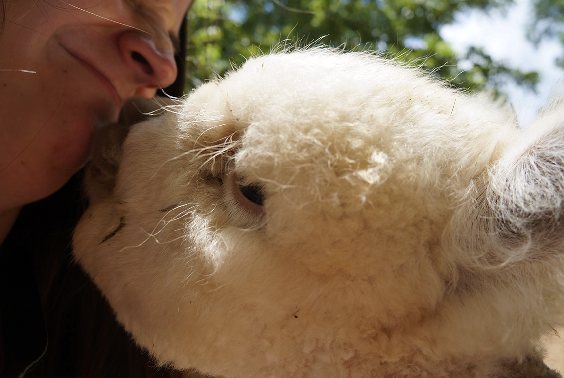 cute alpaca cria giving a kiss