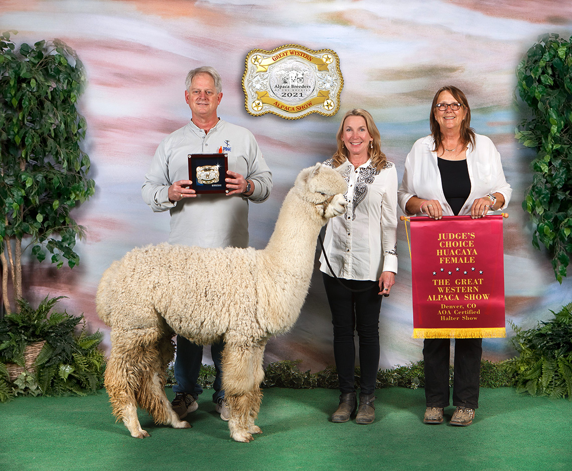Award winning alpacas at Tierra Prometida Alpacas