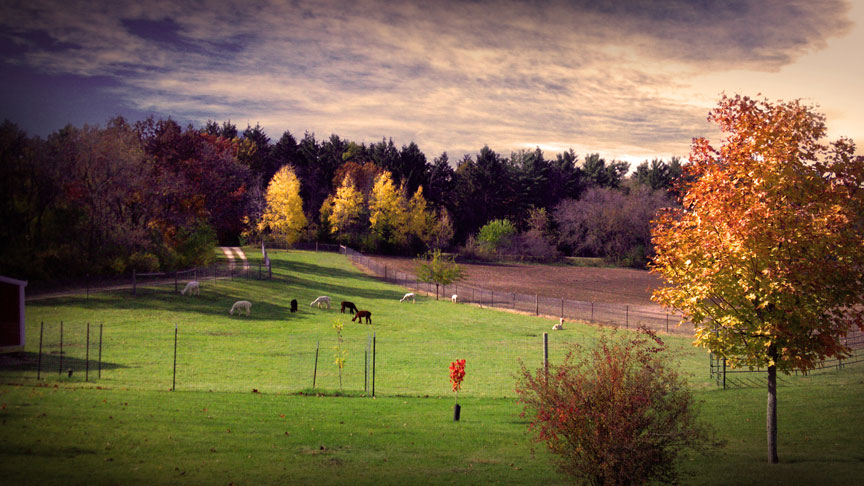 alpacas in the pasture at Token Creek Alpacas