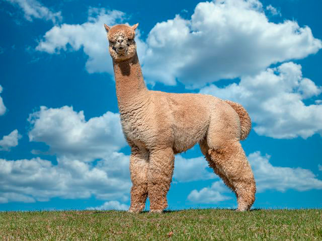 Castellanos - 2016 SUPREME National Champion!