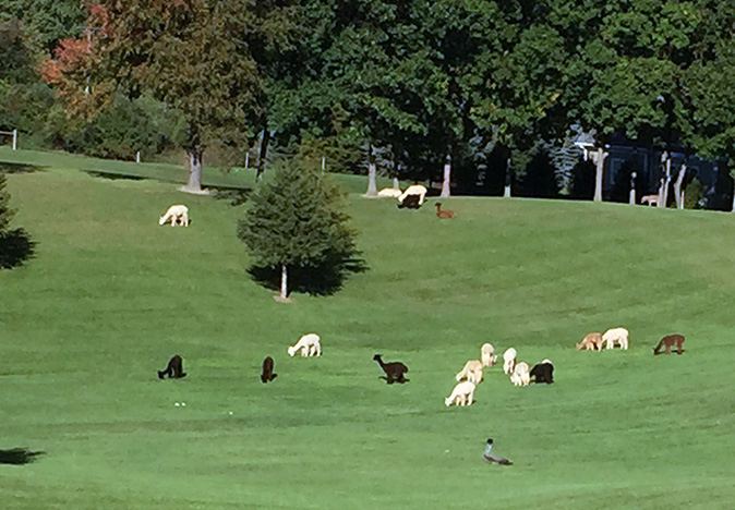 Triple Diamonds Alpaca Ranch