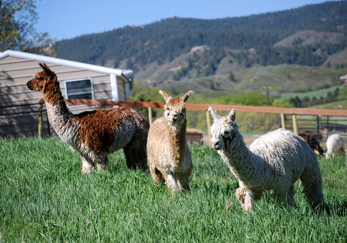 suri alpacas enjoying their pasture