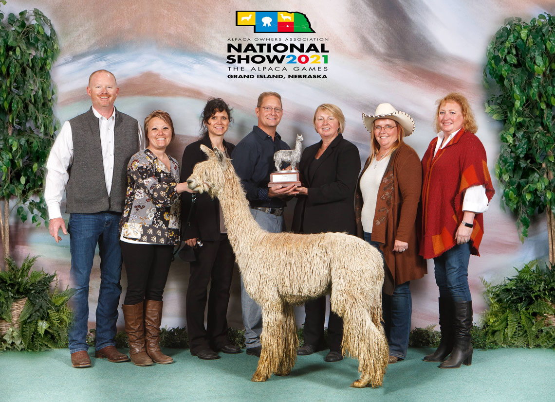 Premiere Herdsire Aston Martin - 2x Supreme Champion!