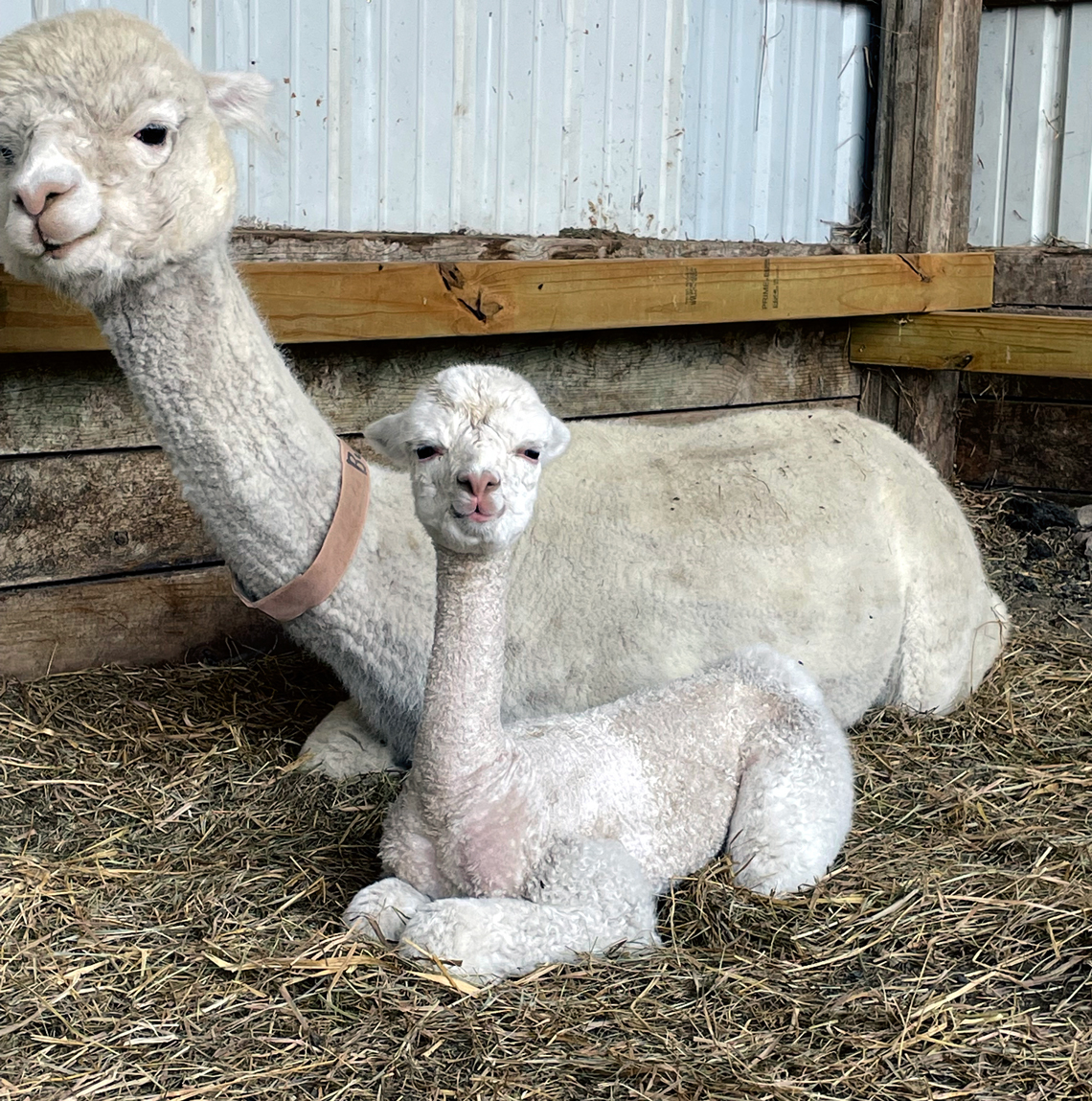 Two alpacas laying in the barn snuggling up to each other