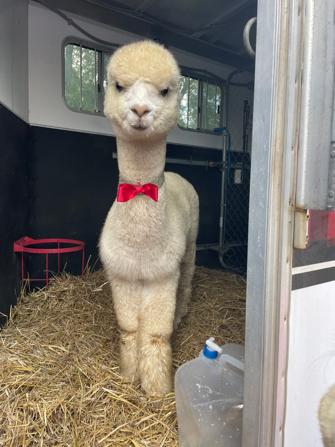 Cute alpaca in a red bow-tie