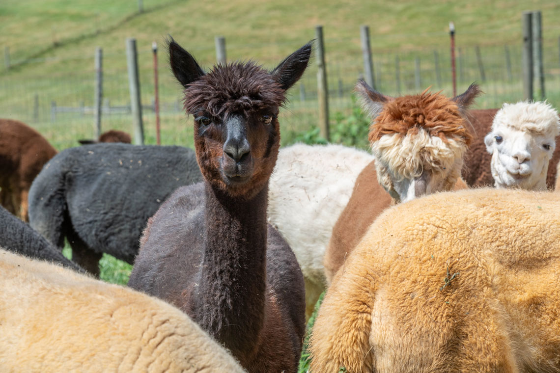 Two Roots Alpaca Farm Experience