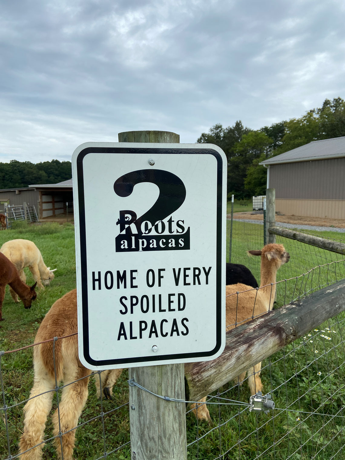 Two Roots Alpaca Farm Experience