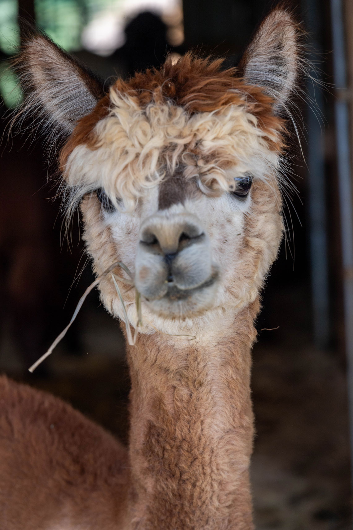 Two Roots Alpaca Farm Experience