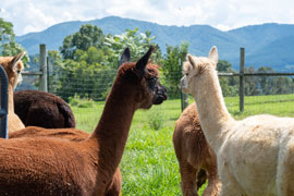 Two Roots Alpacas Logo