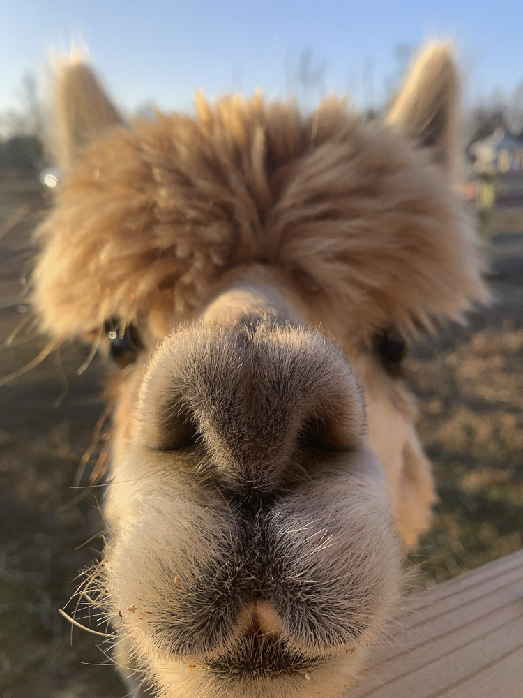 What's Social Distancing?