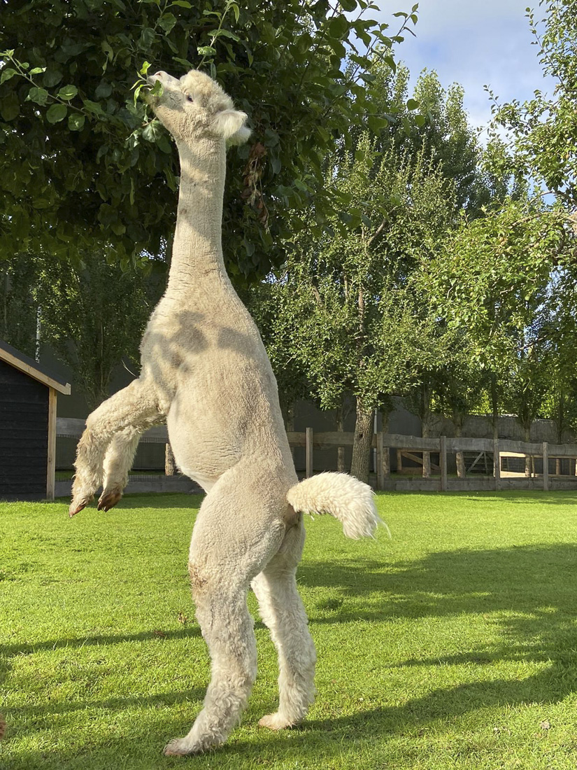 Kayleigh Van Herwijnen