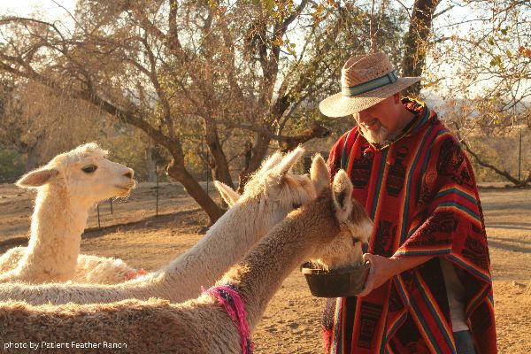 Robert Van Saun feeding alpacas in a field
