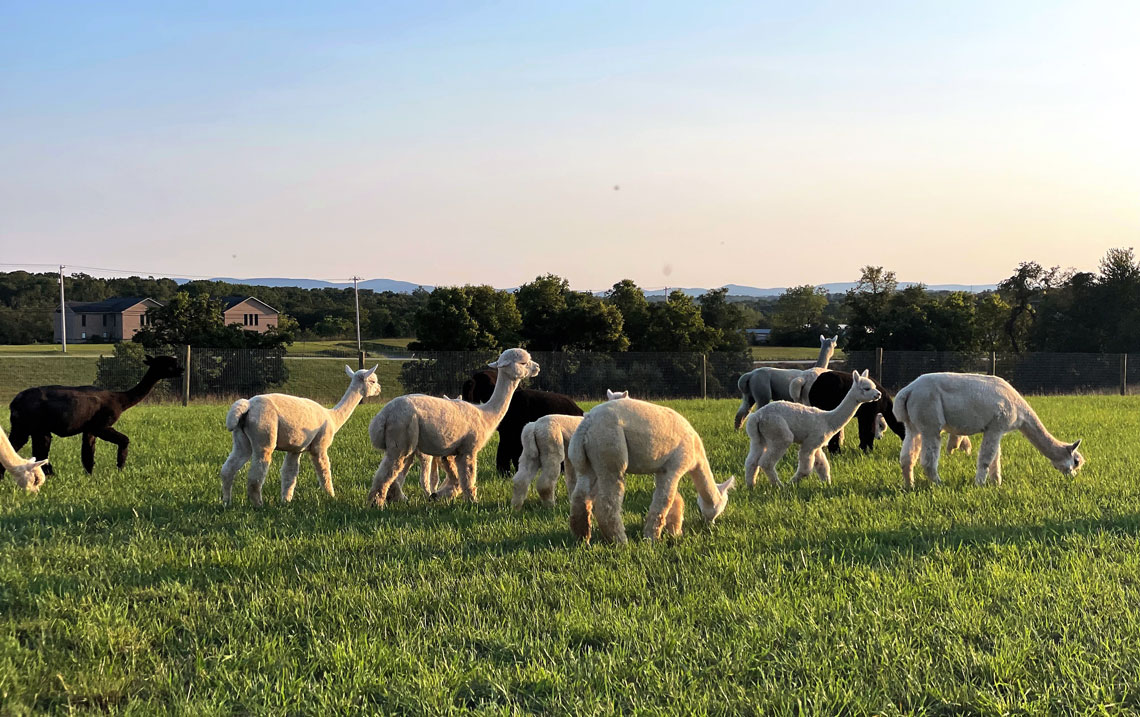 alpacas in the field at Walnut Ridge Acres Alpaca Farm