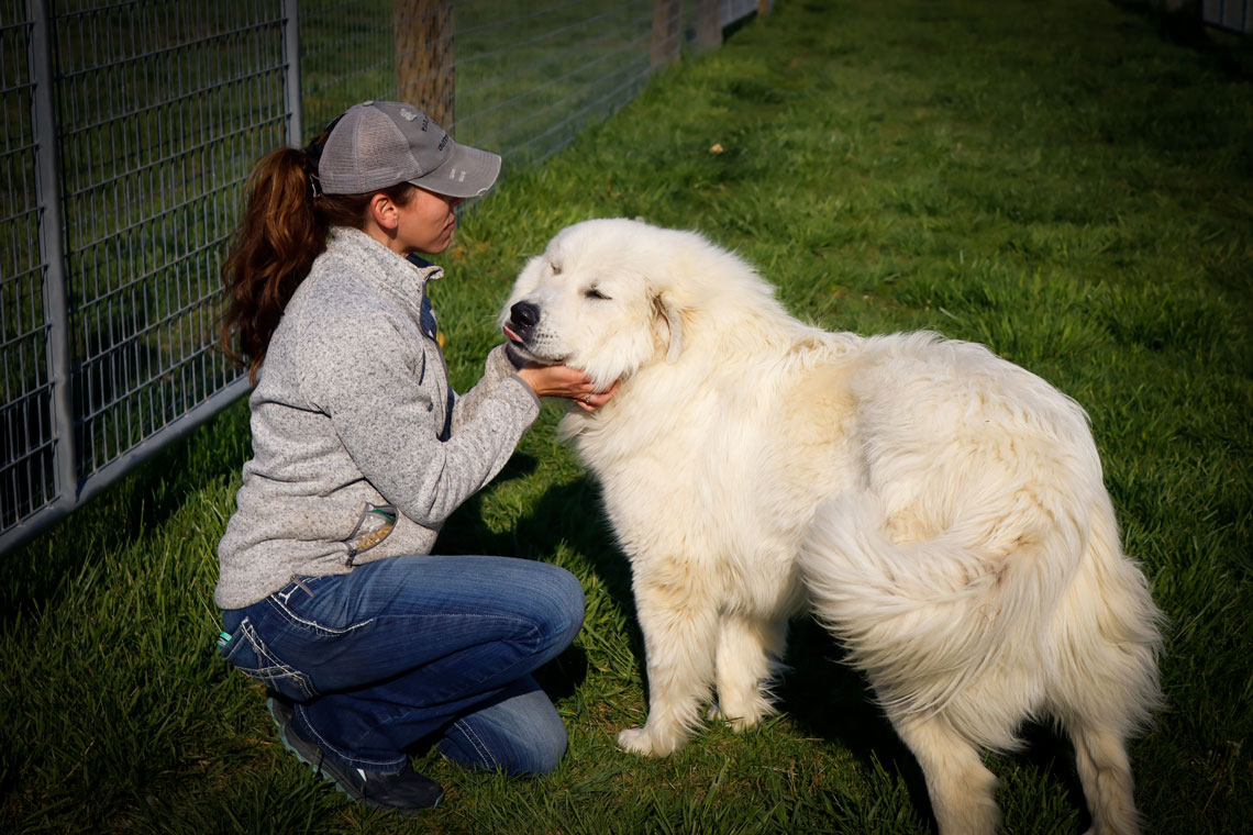 Walnut Ridge Acres Alpaca Farm